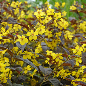 Lysimaque - Lysimaque ciliée Firecracker - Lysimachia ciliata Firecracker
