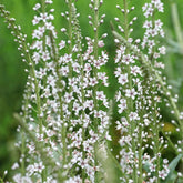 Lysimaque ephémère - Willemse