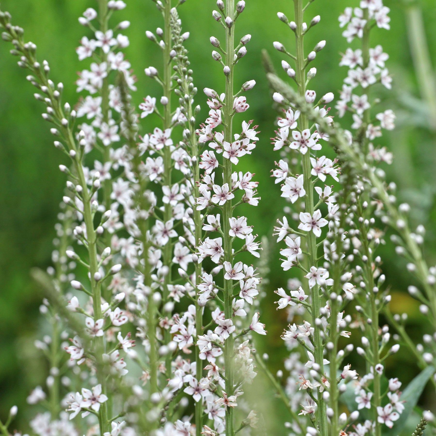 Lysimaque ephémère - Willemse