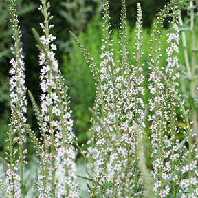 Lysimachia ephemerum - Lysimaque ephémère - Lysimaque