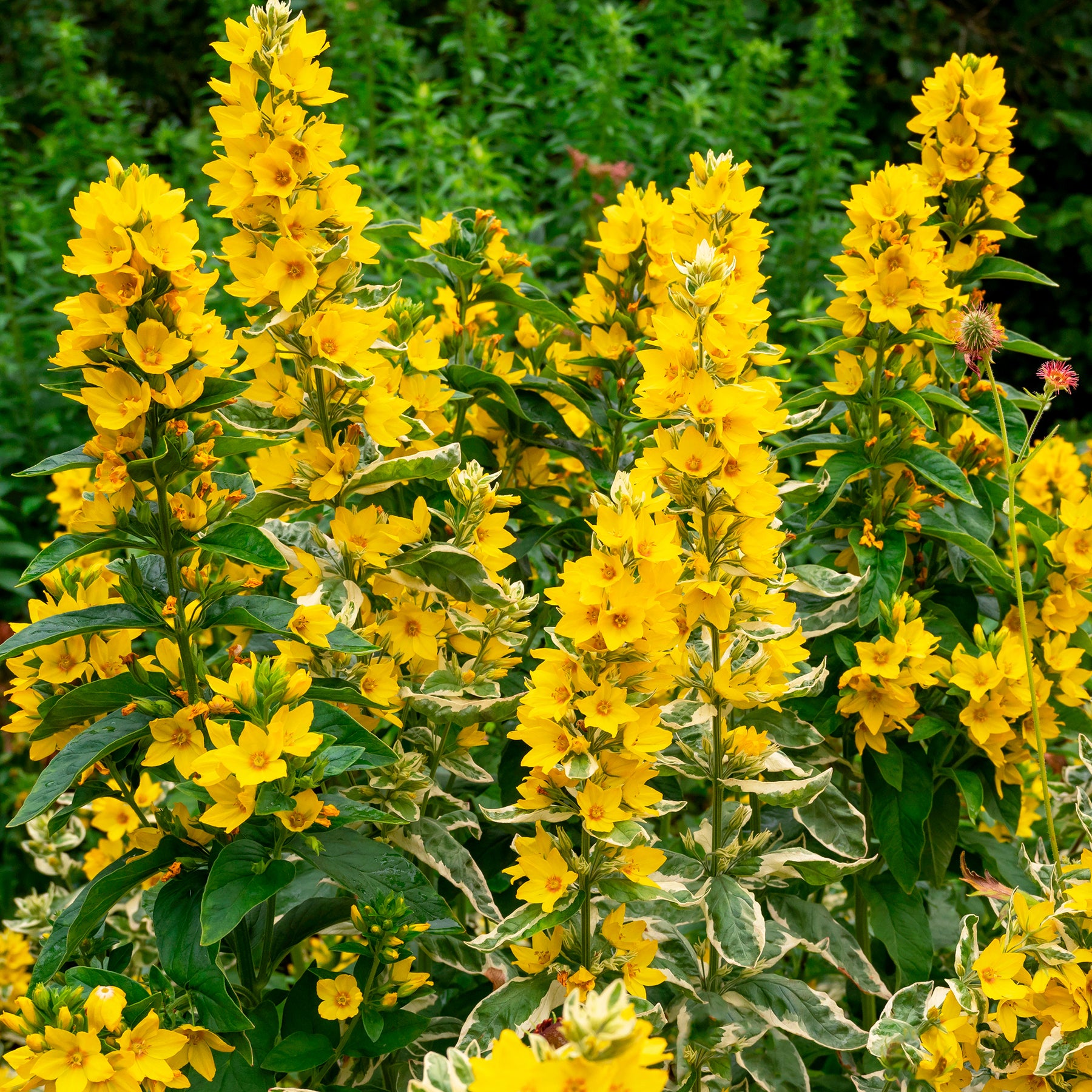 Vente Lysimaque ponctuée Alexander - Lysimachia punctata Alexander