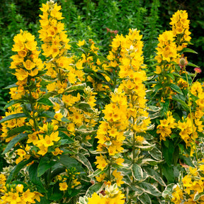 Vente Lysimaque ponctuée Alexander - Lysimachia punctata Alexander