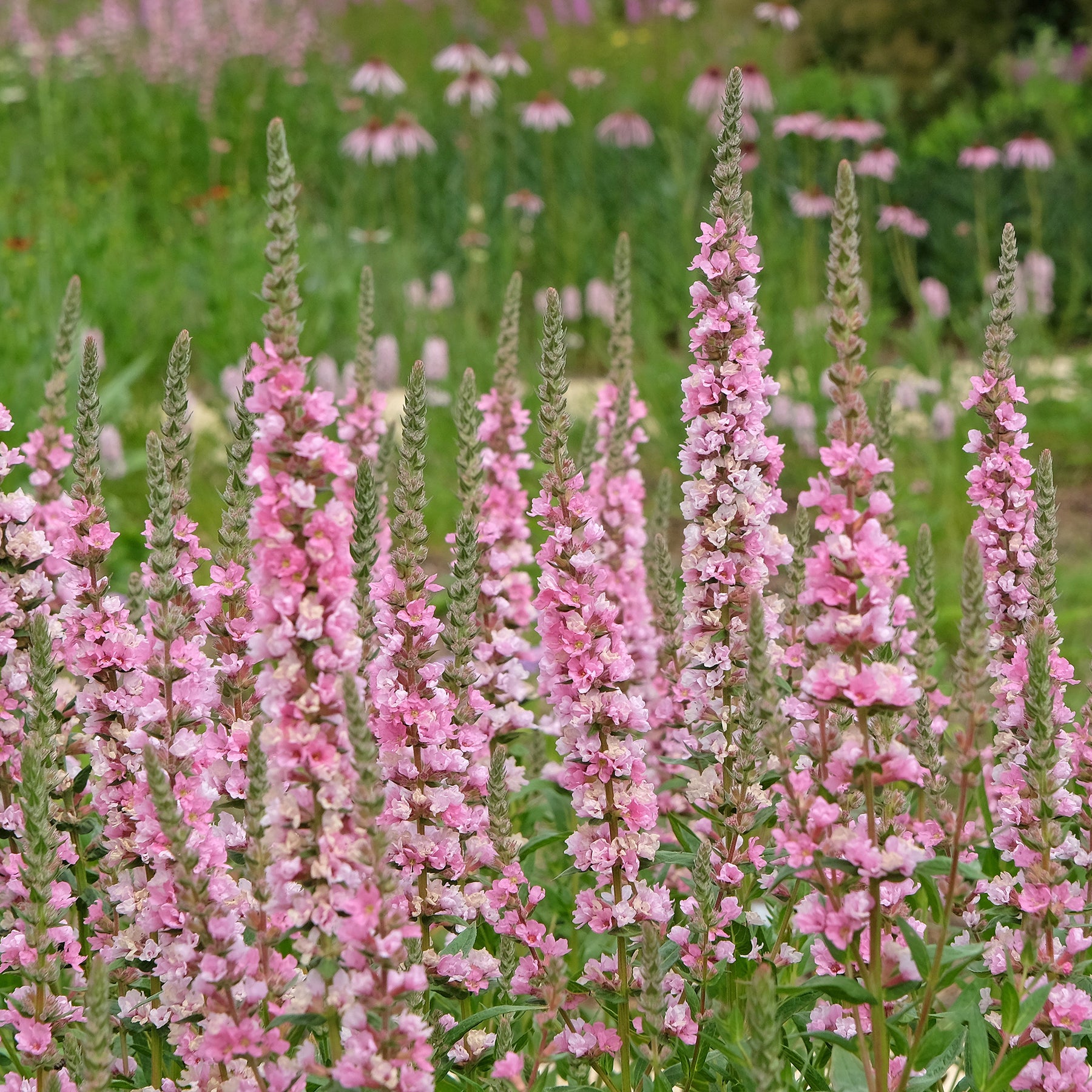 Lythrum salicaria Blush - Salicaire commune Blush - Salicaire