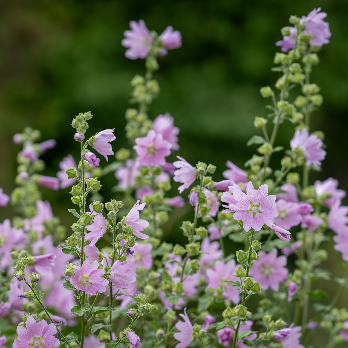 Mauve musquée Rosea - Willemse