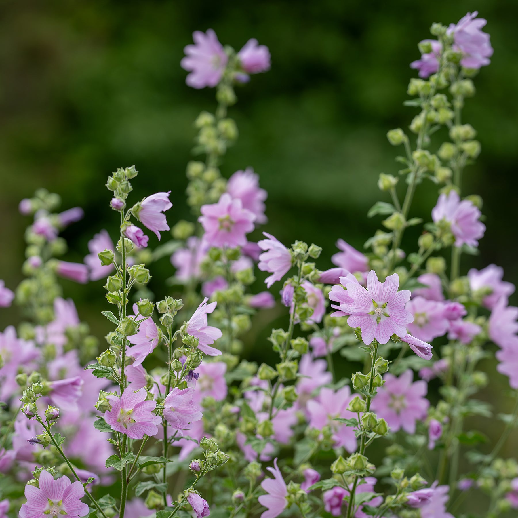 Mauve musquée Rosea - Willemse