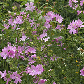 Malva moschata Rosea - Mauve musquée Rosea - Mauves