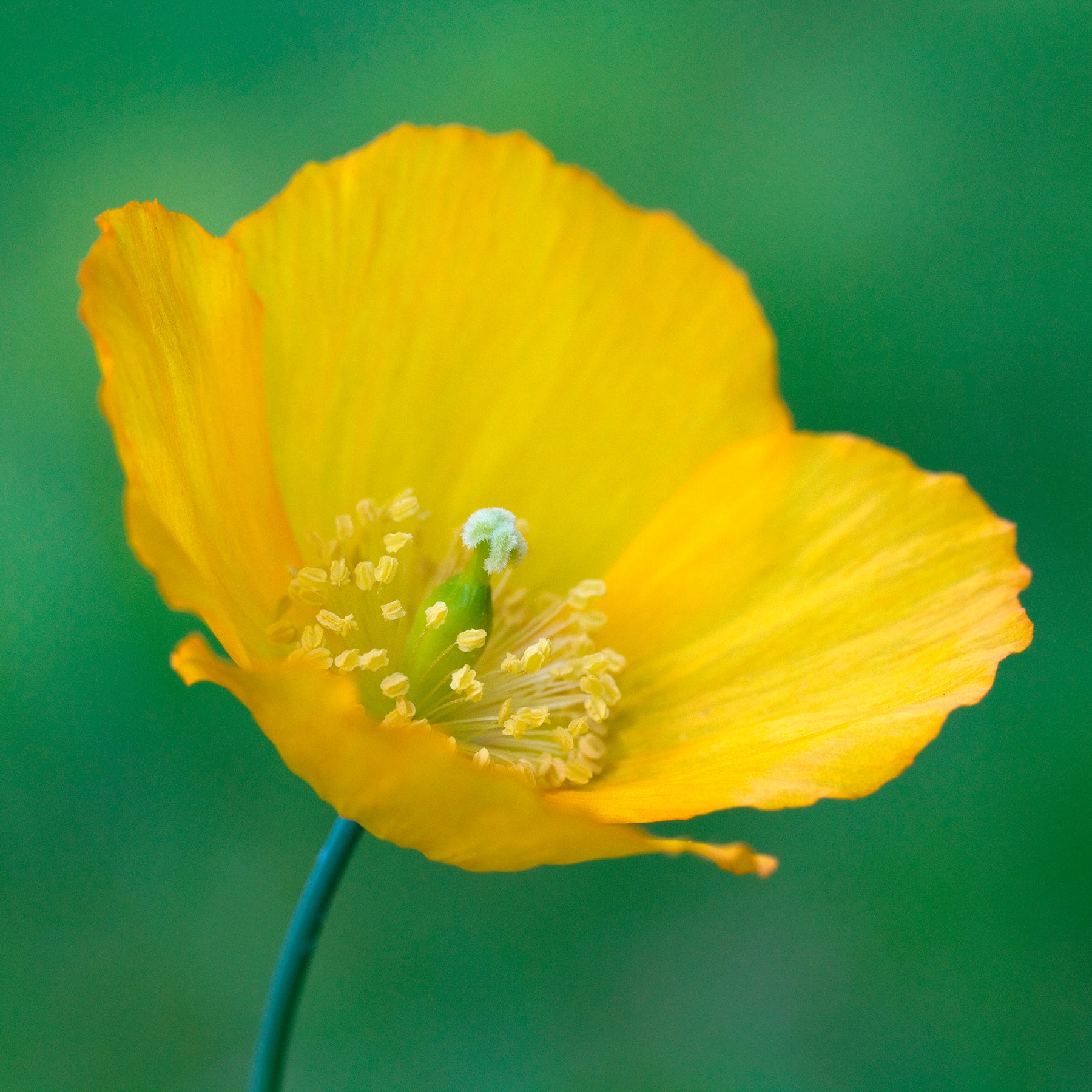 Pavot d'Orient - Pavot du Pays de Galles - Meconopsis cambrica