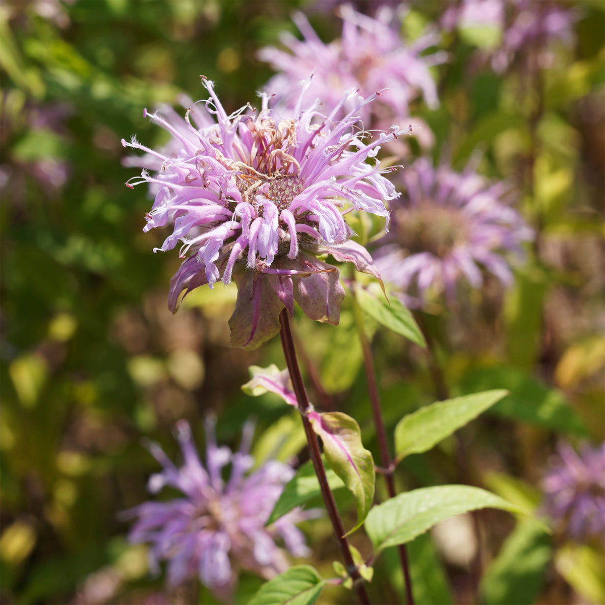 Monarde bradburiana Bergamote sauvage - Willemse