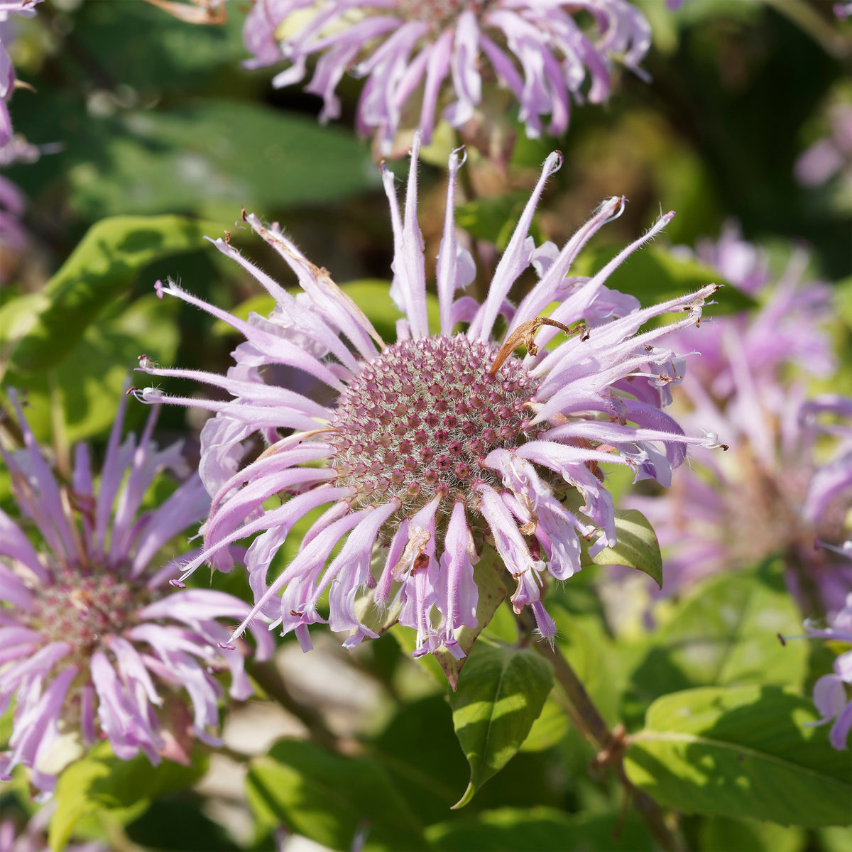 Monarde bradburiana Bergamote sauvage - Monarda bradburiana - Willemse