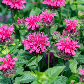 Monarde Pink Lace - Monarda Pink Lace - Willemse