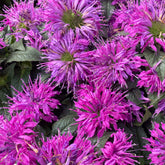 Monarde Purple Lace - Willemse
