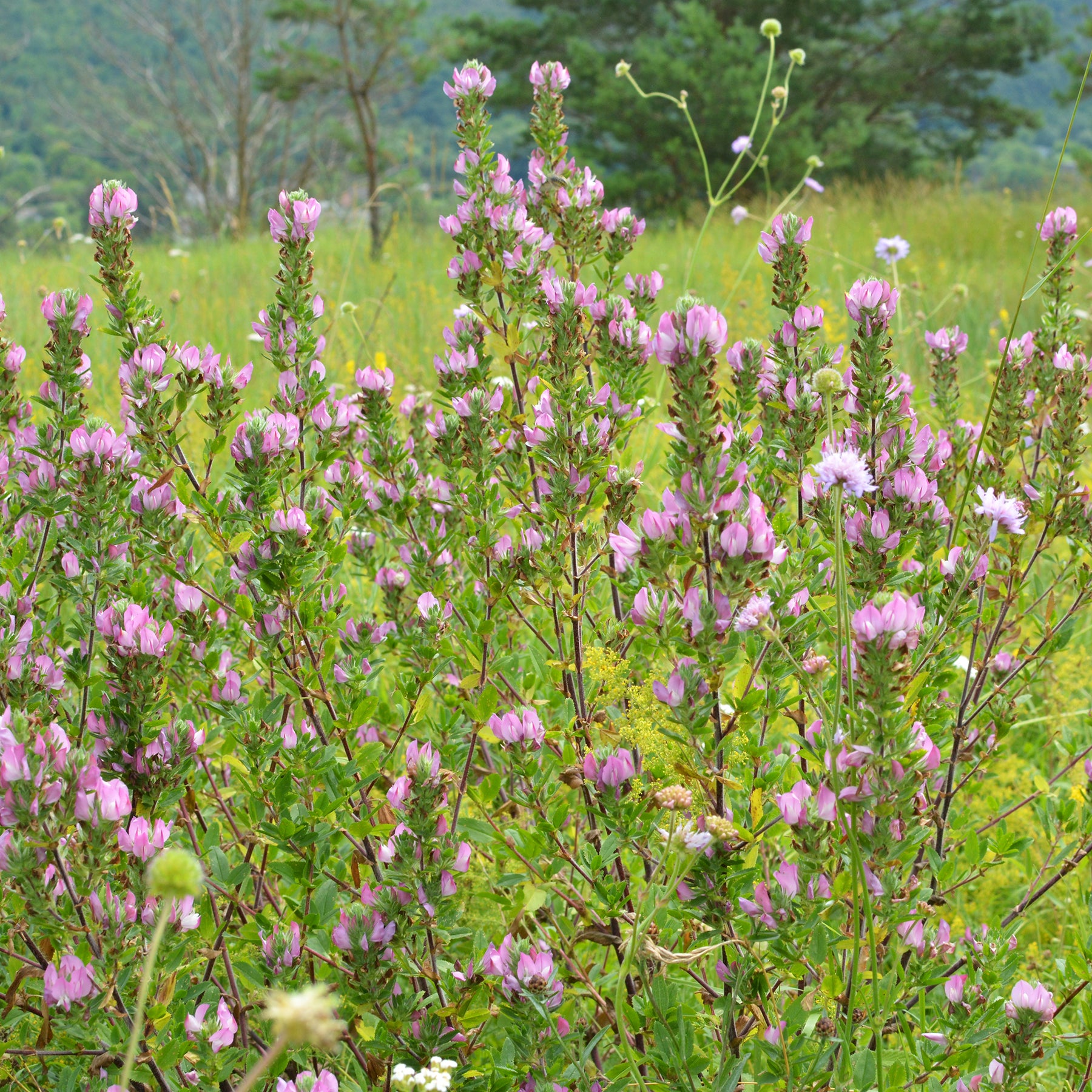 Bugrane épineuse