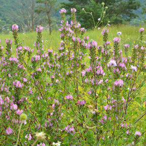 Bugrane épineuse