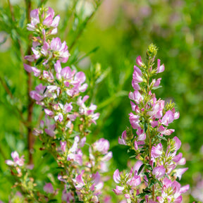 Bugrane épineuse