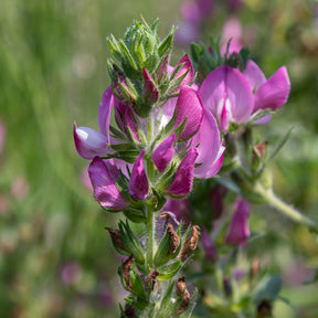 Fleurs vivaces - Bugrane épineuse - Ononis spinosa