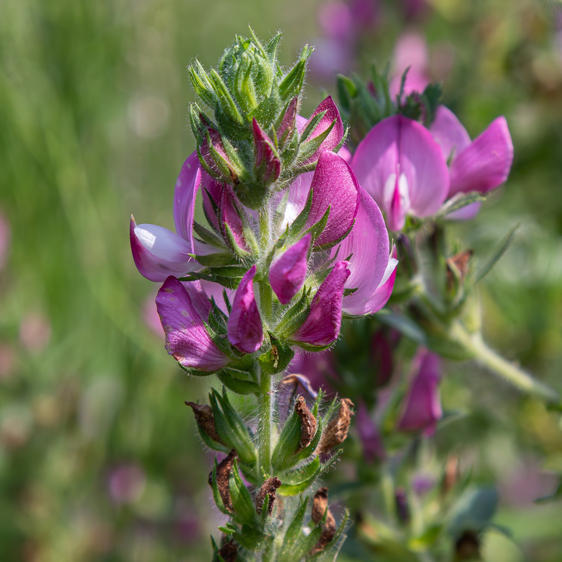 Bugrane épineuse