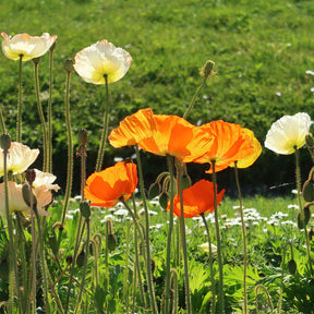 Pavot d'Islande Gartenzwerg - Papaver nudicaule Gartenzwerg - Willemse