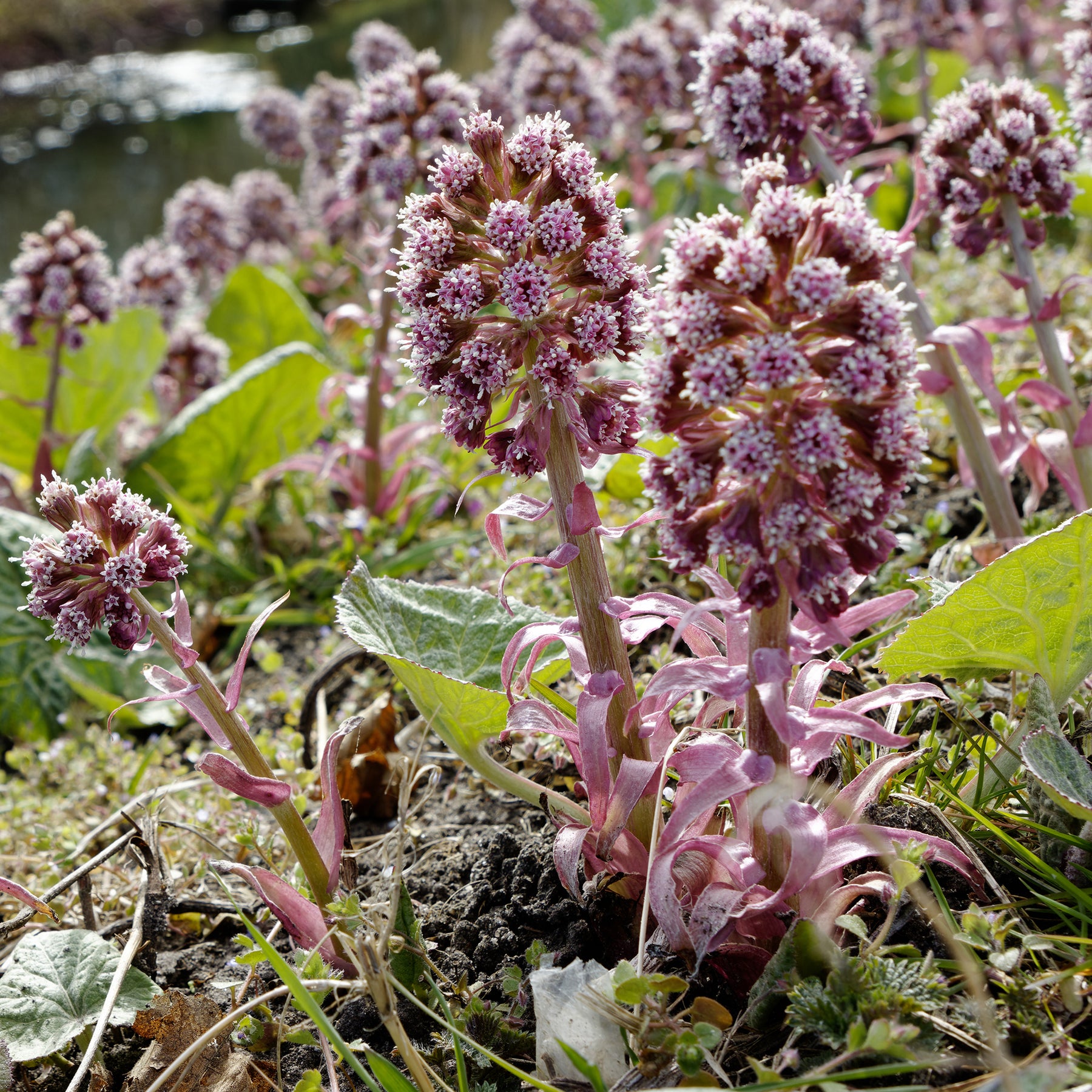 Grand pétasite - Petasites hybridus - Willemse
