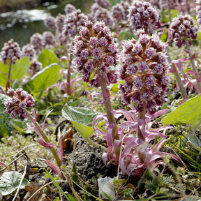 Grand pétasite - Petasites hybridus - Willemse