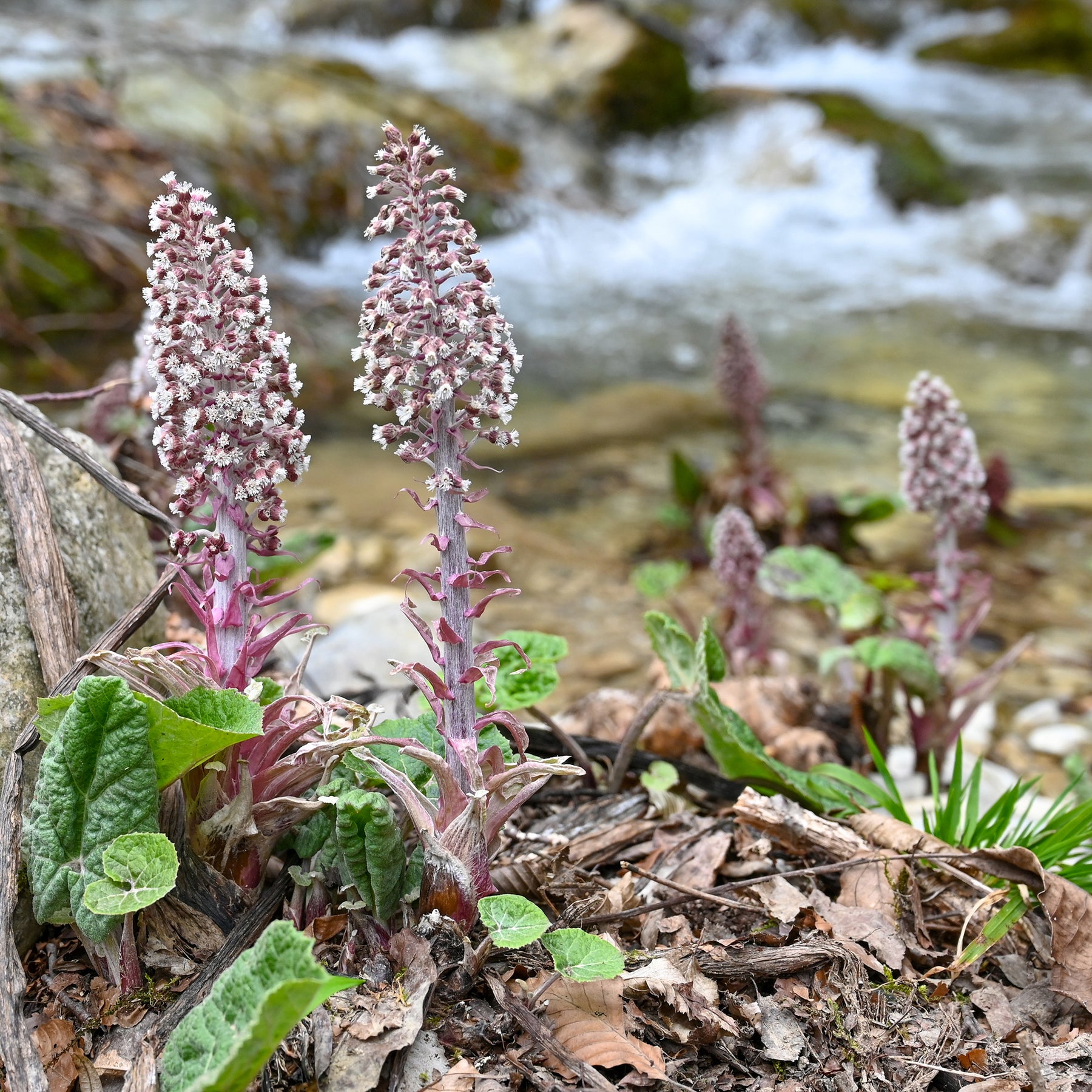 Plantes de berges - Grand pétasite - Petasites hybridus