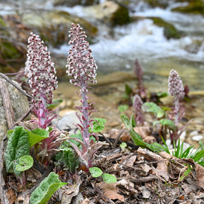 Plantes de berges - Grand pétasite - Petasites hybridus