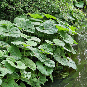 Petasites hybridus - Grand pétasite - Plantes de berges