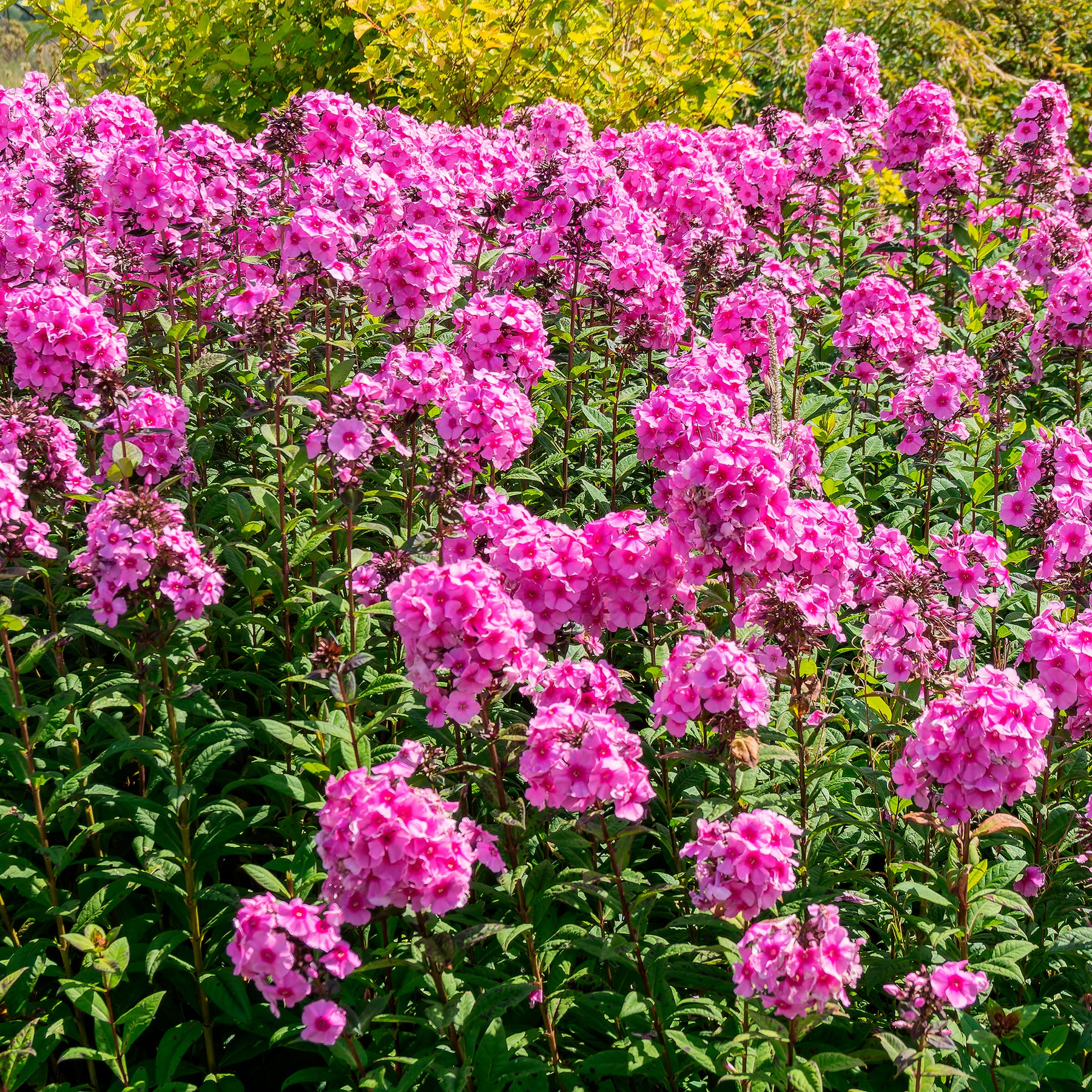 Phlox paniculé Eva Cullum - Willemse
