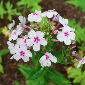 Phlox paniculata Europa - Phlox paniculé Europa - Phlox