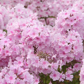 Phlox paniculé Rosa Pastel - Willemse