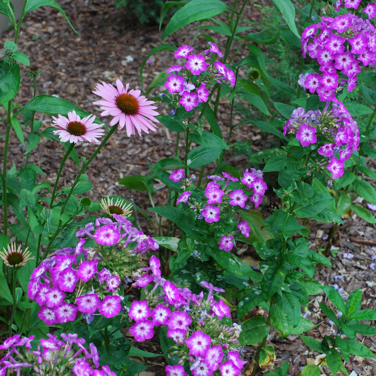 Phlox paniculé Uspech - Phlox paniculata Uspech - Willemse