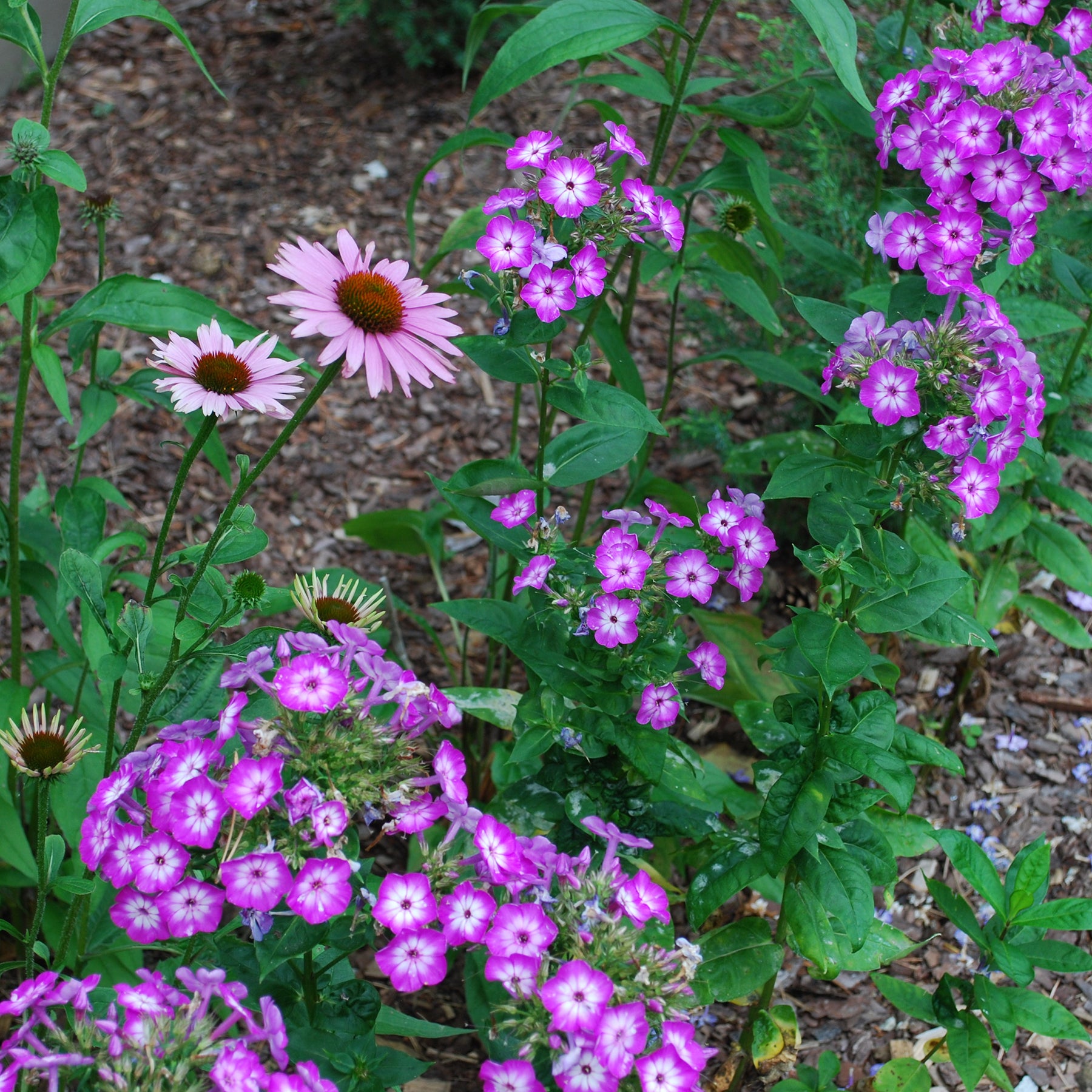 Phlox paniculé Uspech - Phlox paniculata Uspech - Willemse