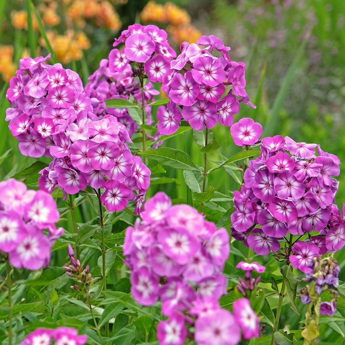 Phlox paniculé Uspech