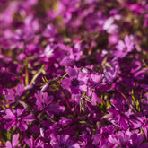3 Phlox mousse Atropurpurea - Willemse