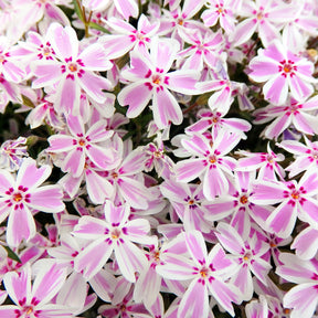 Phlox subulata Candy Stripes - Phlox mousse Candy Stripes - Phlox
