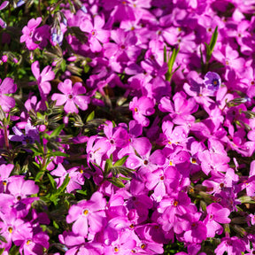 Phlox subulata Mcdaniels Cushion - Phlox mousse McDaniel's Cushion - Phlox mousse