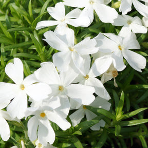 Phlox subulata White Delight - Phlox mousse White Delight - Phlox