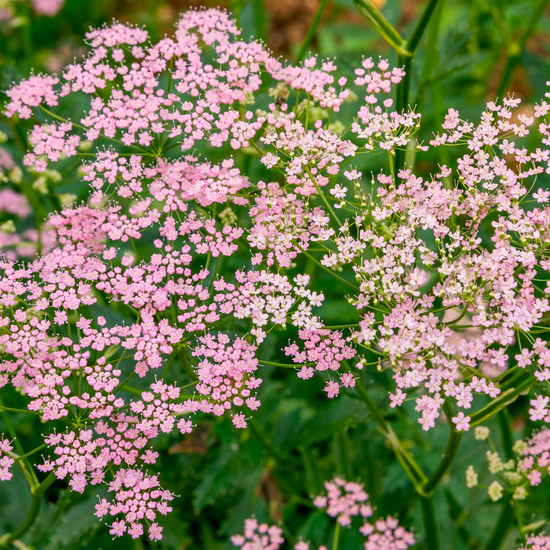 Grand boucage à fleurs roses - Pimpinella major rosea - Willemse