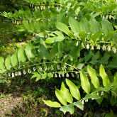 Sceau de Salomon - Willemse