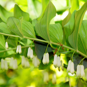 Polygonatum multiflorum - Sceau de Salomon - Un jardin en sous-bois old