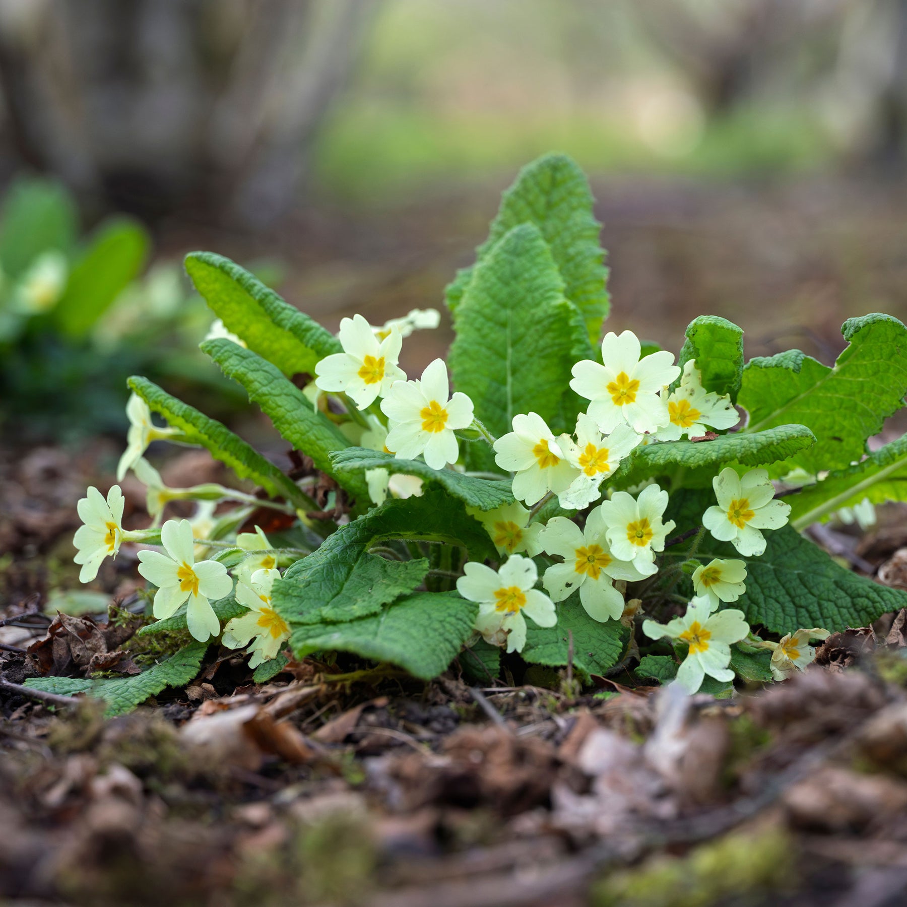 Primula vulgaris - Primevère des jardins - Primevère