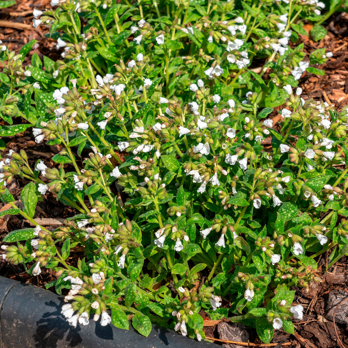 Pulmonaire officinale Sissinghurst White - Willemse