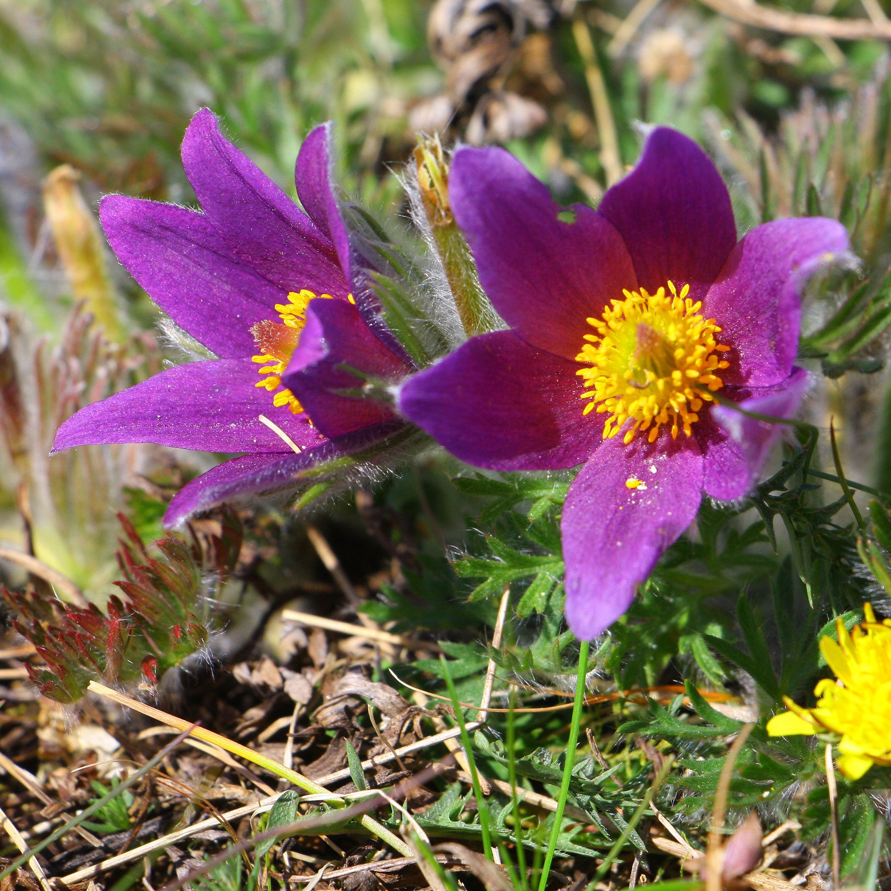 Fleurs vivaces - Anémone pulsatille - Pulsatilla vulgaris