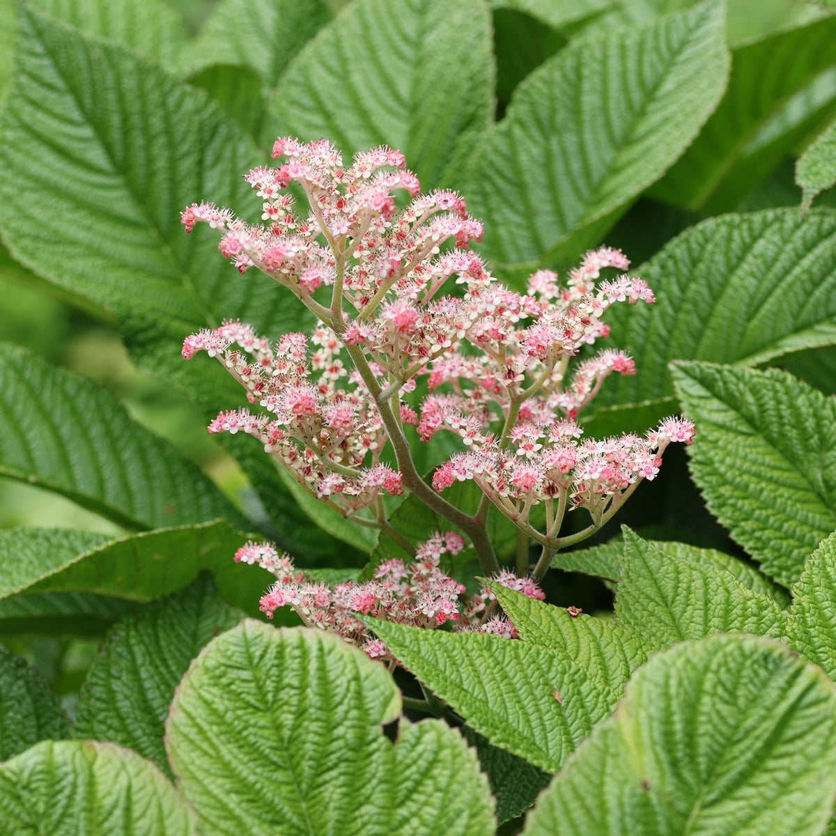 Rodgersia à feuilles de marronnier - Willemse