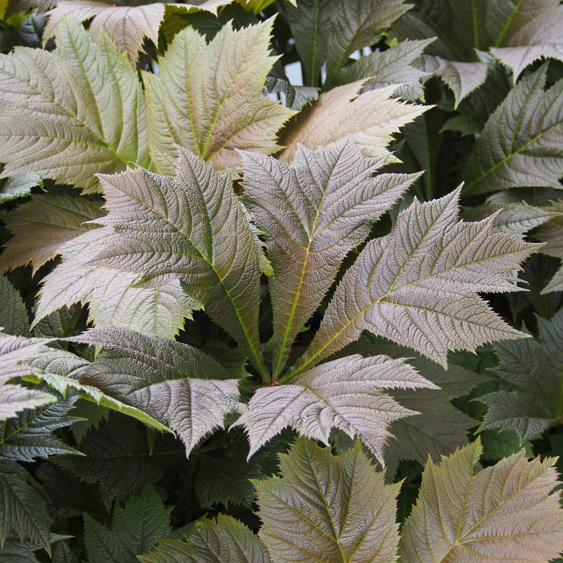 Rodgersia - Rodgersia à feuilles larges - Rodgersia podophylla