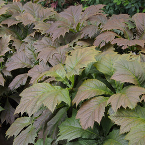 Vente Rodgersia à feuilles larges - Rodgersia podophylla