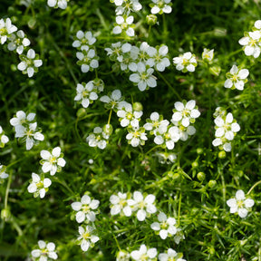 Sagina subulata - Sagine subulée - Vivaces couvre-sol