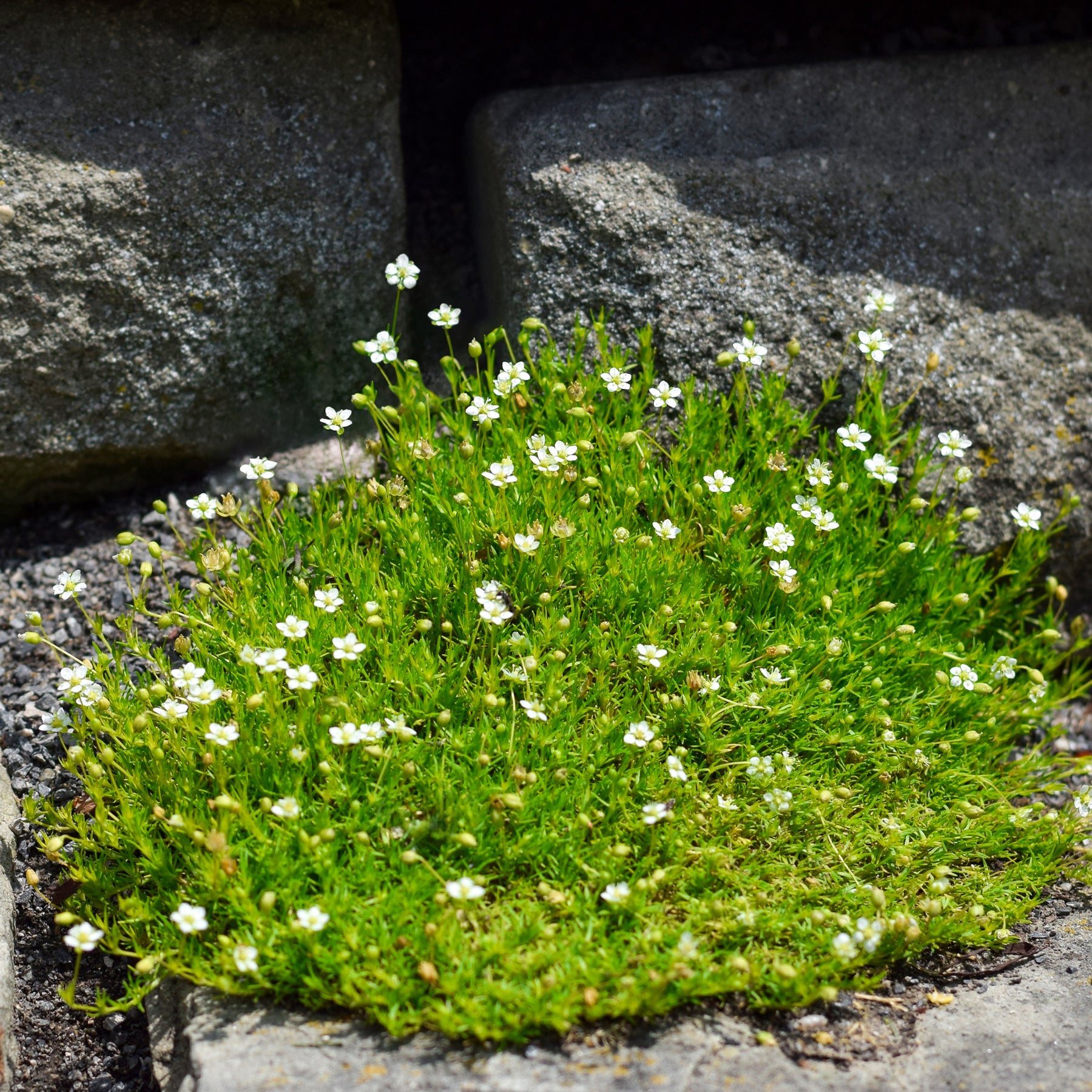 Vivaces couvre-sol - Sagine subulée - Sagina subulata