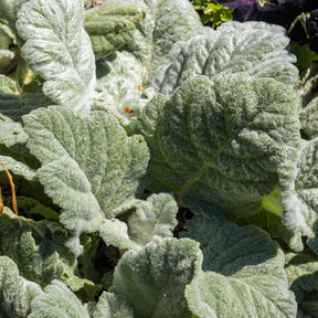 Sauge argentée - Salvia argentea - Willemse