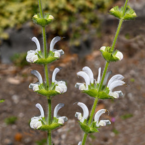 Salvia argentea - Sauge argentée - Sauges