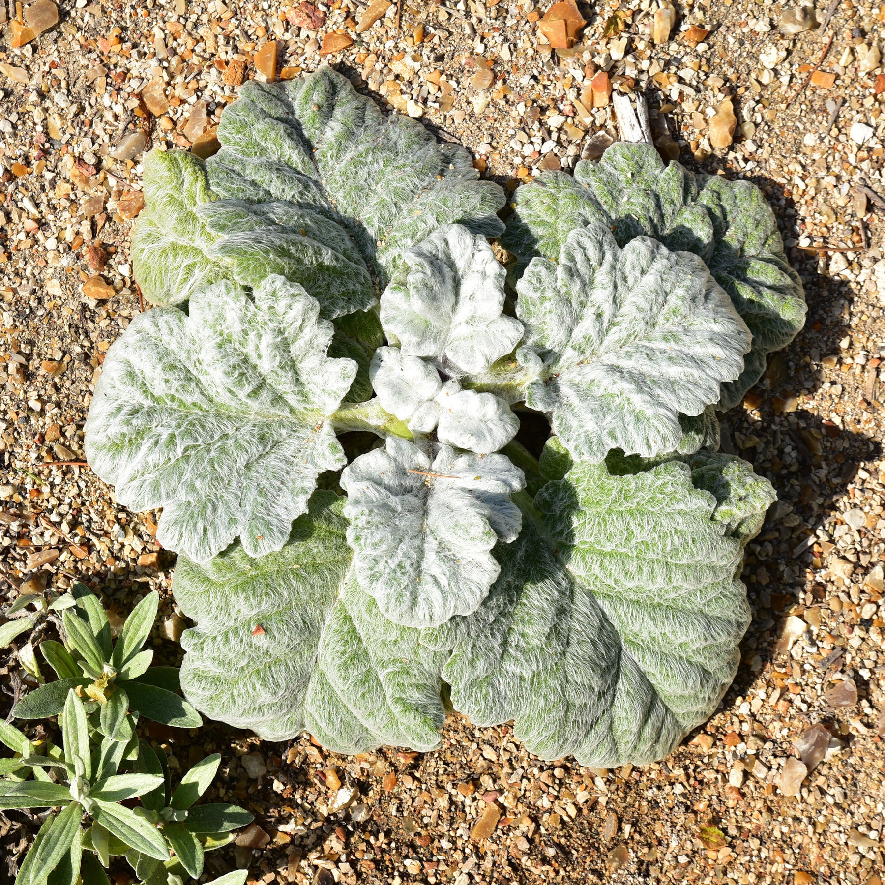Sauges - Sauge argentée - Salvia argentea